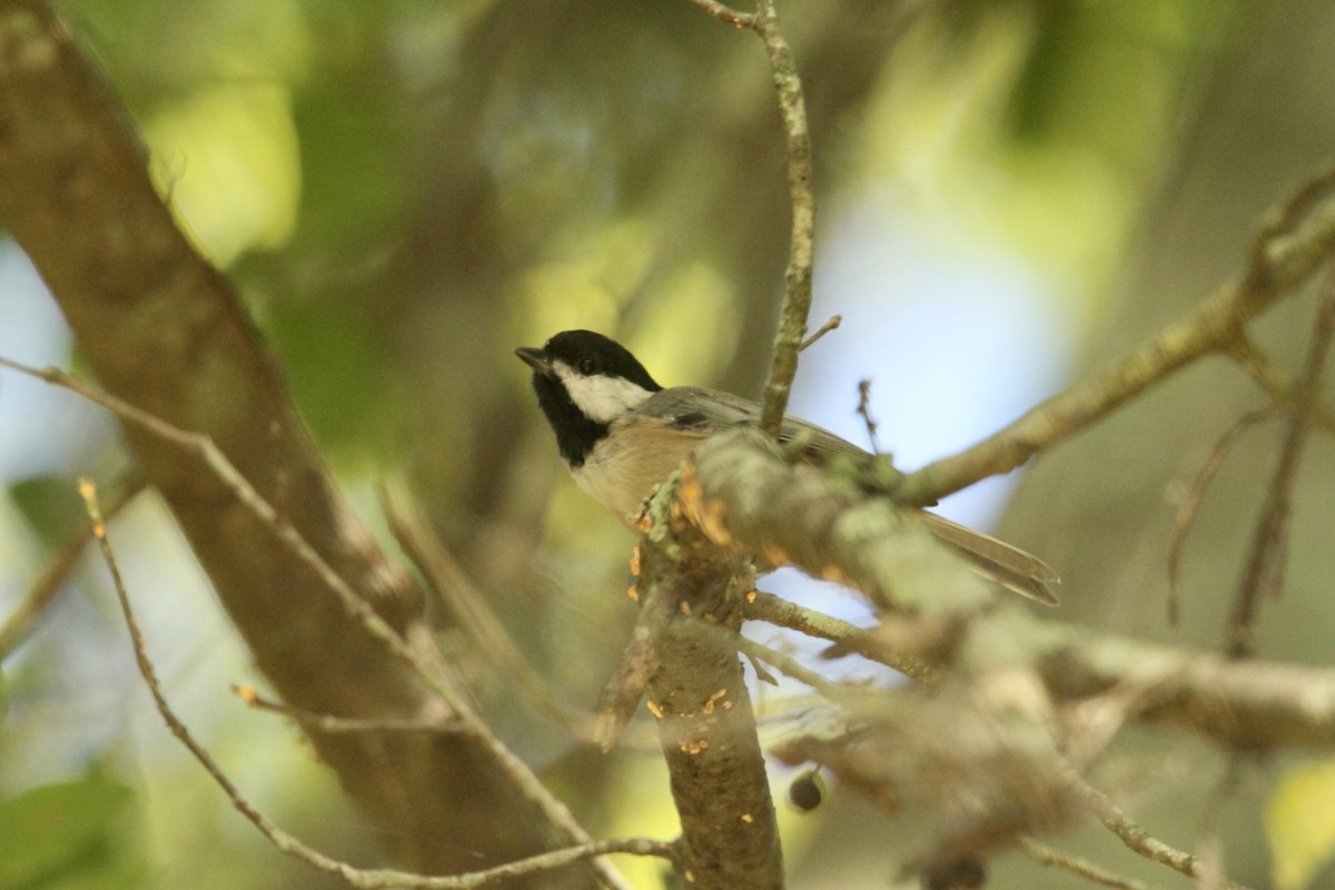 Carolina Chickadee - ML641065370