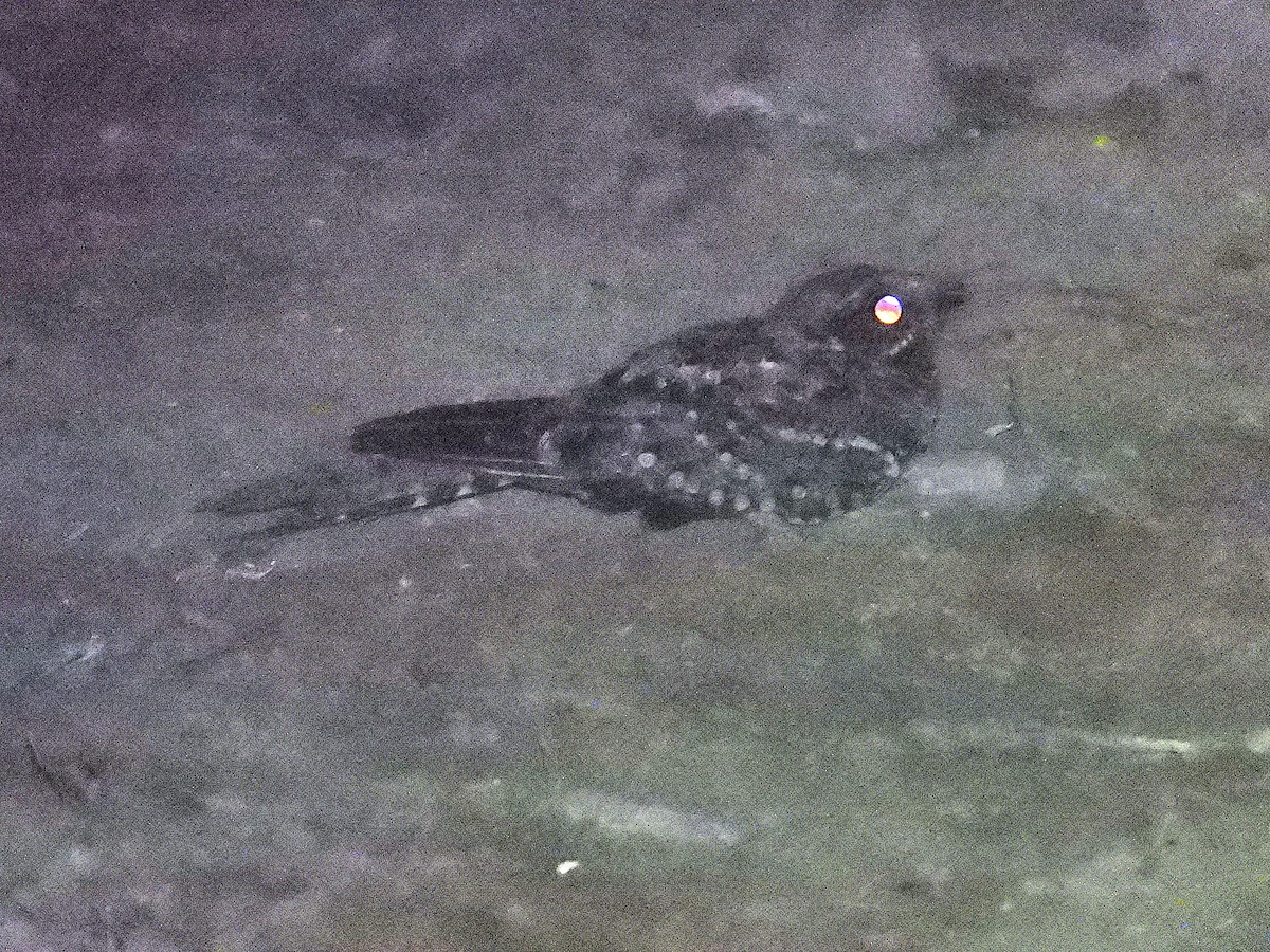 Scissor-tailed Nightjar - ML641065371
