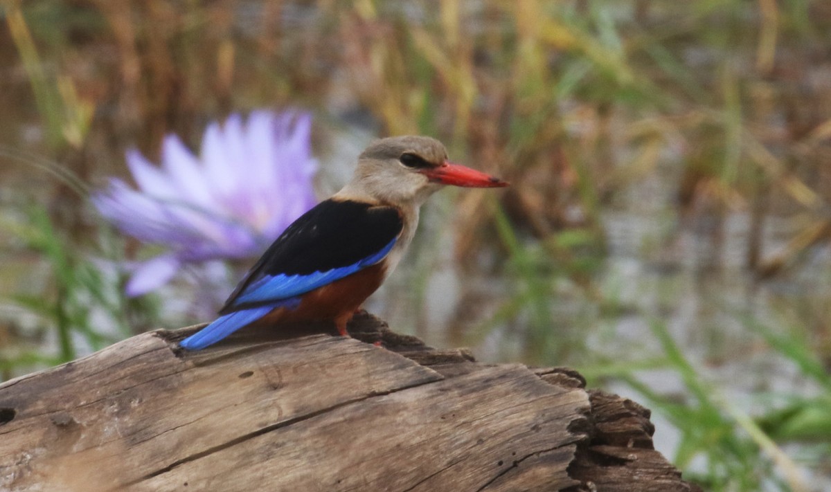 Alción Cabeciblanco - ML641065372