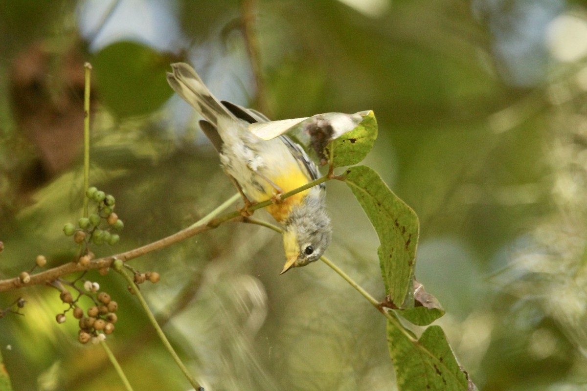 Northern Parula - ML641065380
