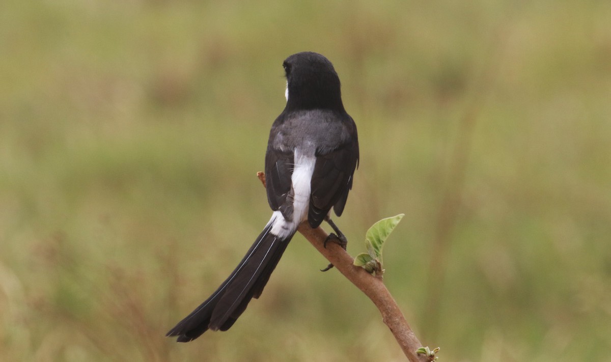 Alcaudón Colilargo - ML641065388