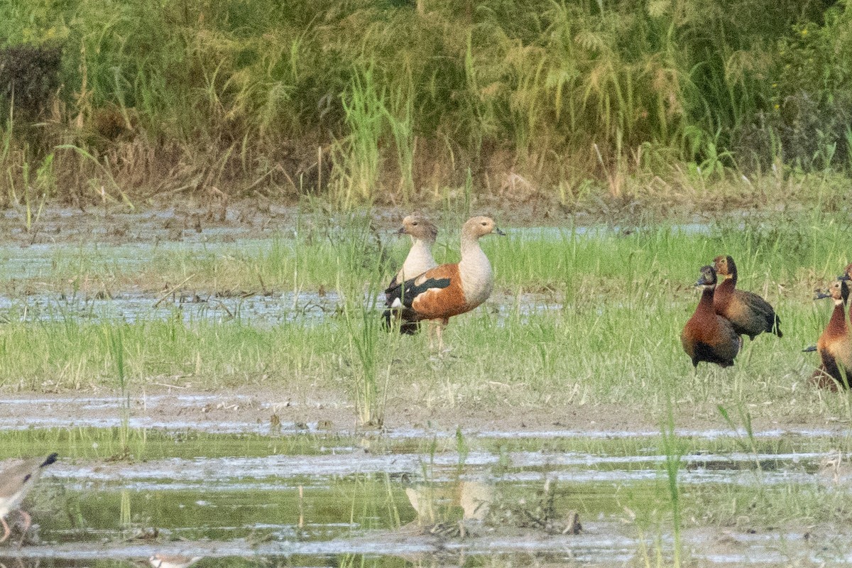 Orinoco Goose - ML641065419