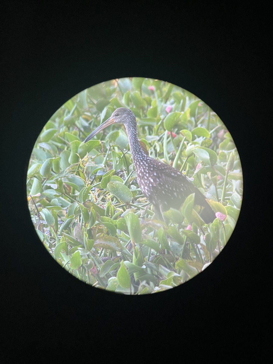 Limpkin - ML641065428