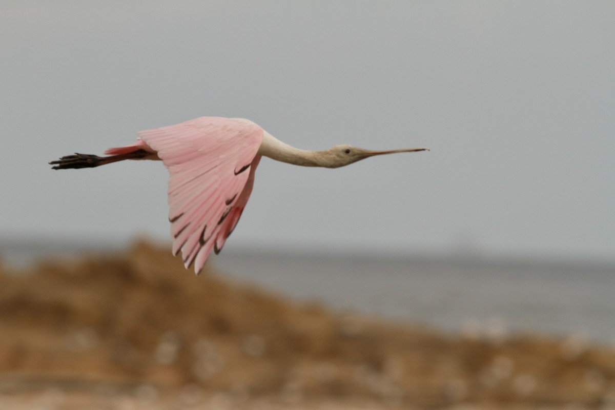Roseate Spoonbill - ML641065455