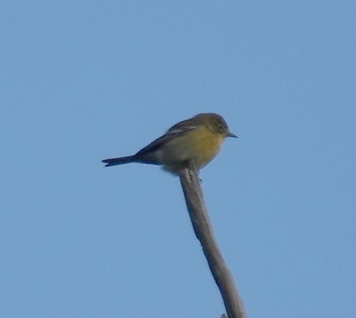 Pine Warbler - ML641065456