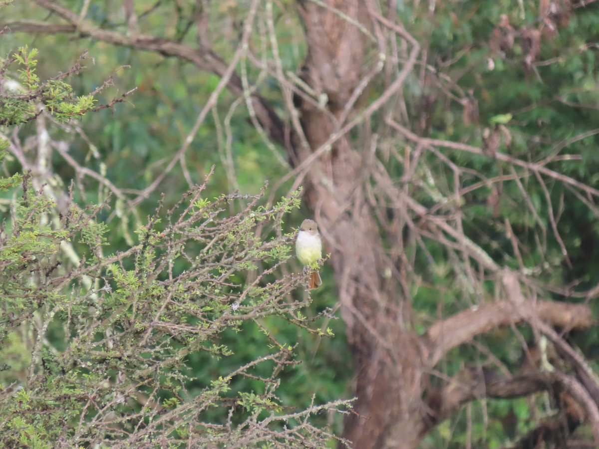 Nutting's Flycatcher - ML641065459