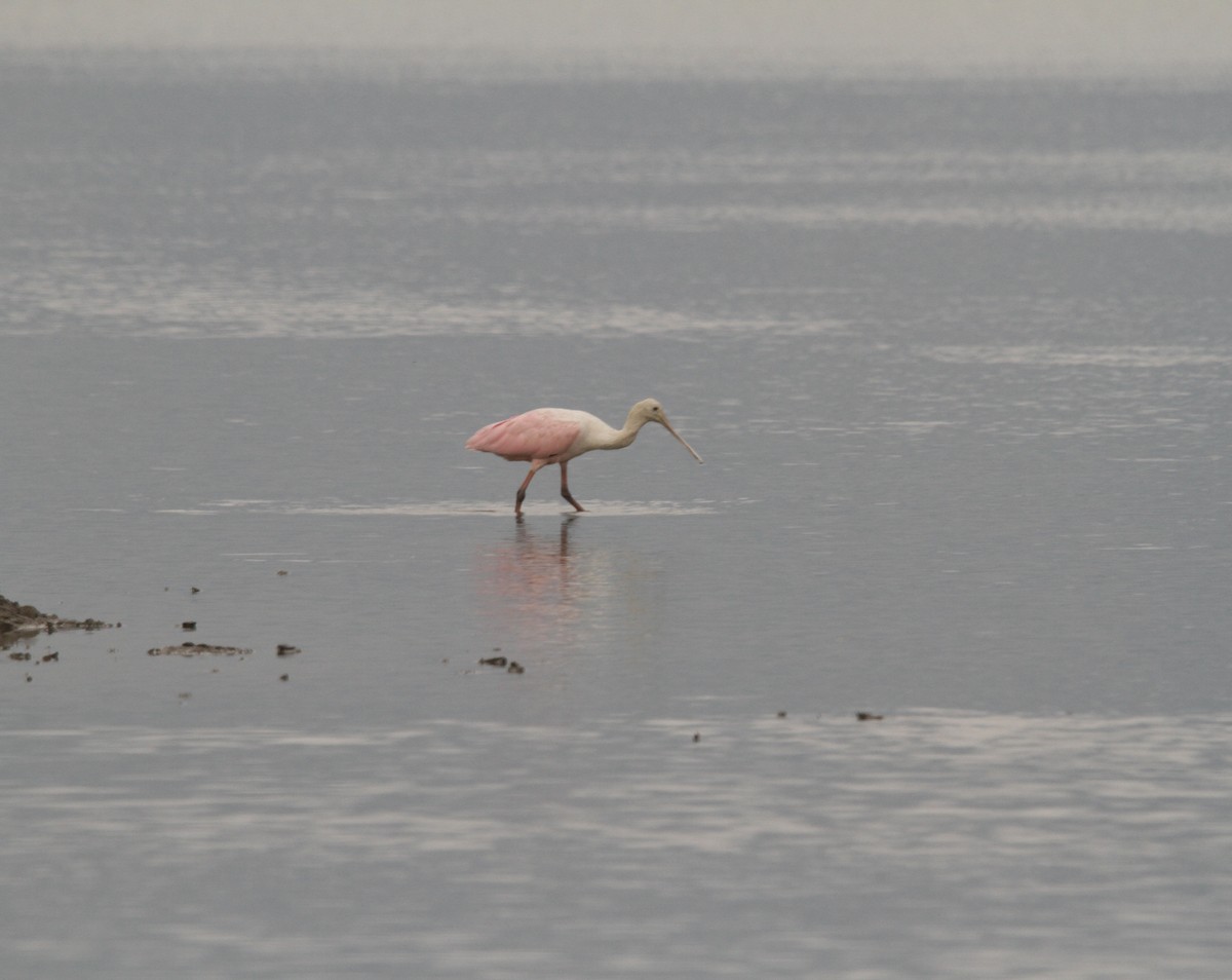 Roseate Spoonbill - ML641065461