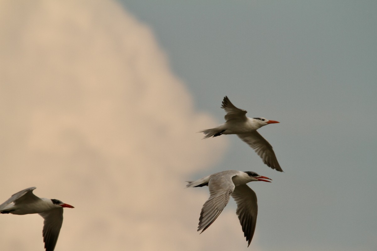 Royal Tern - ML641065469