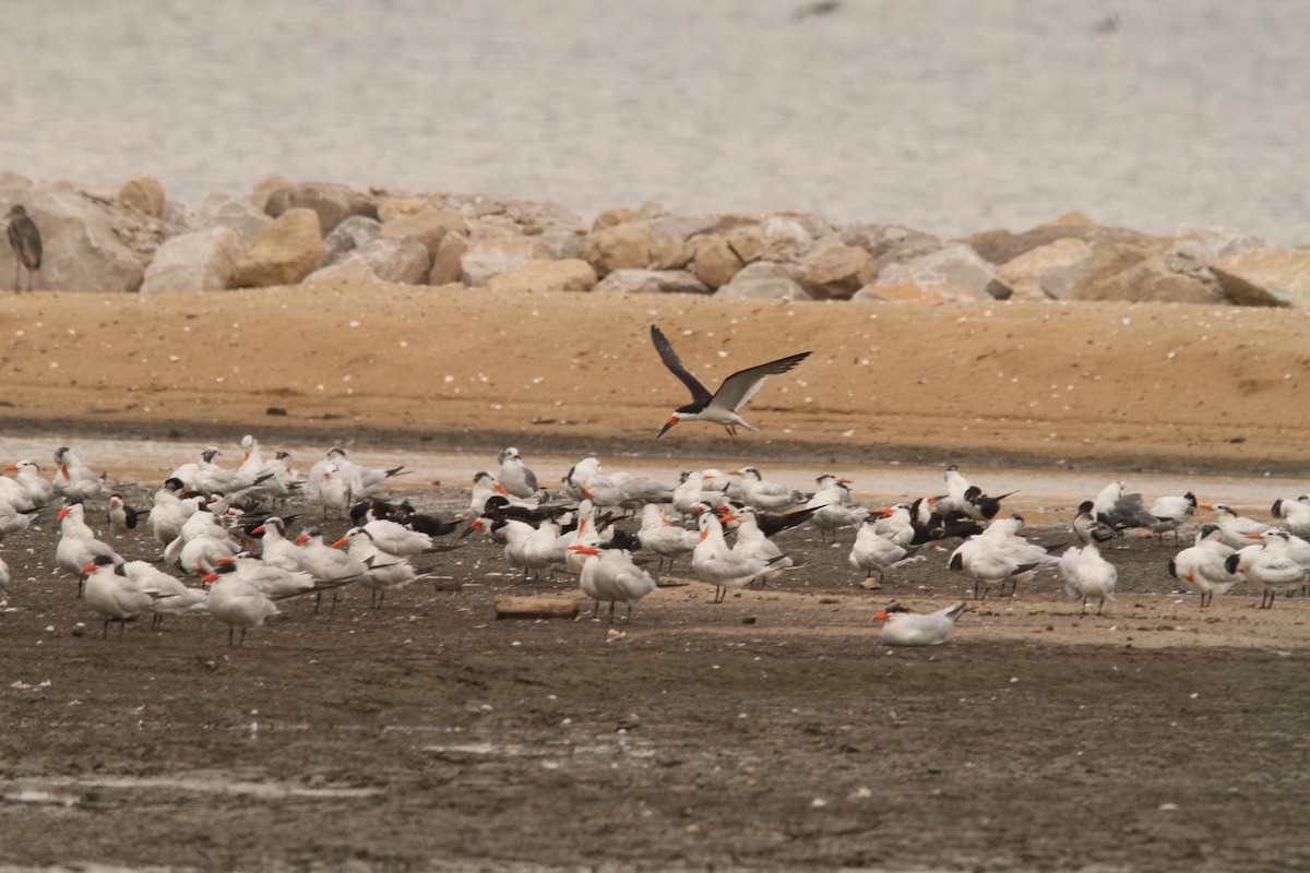 Black Skimmer - ML641065480