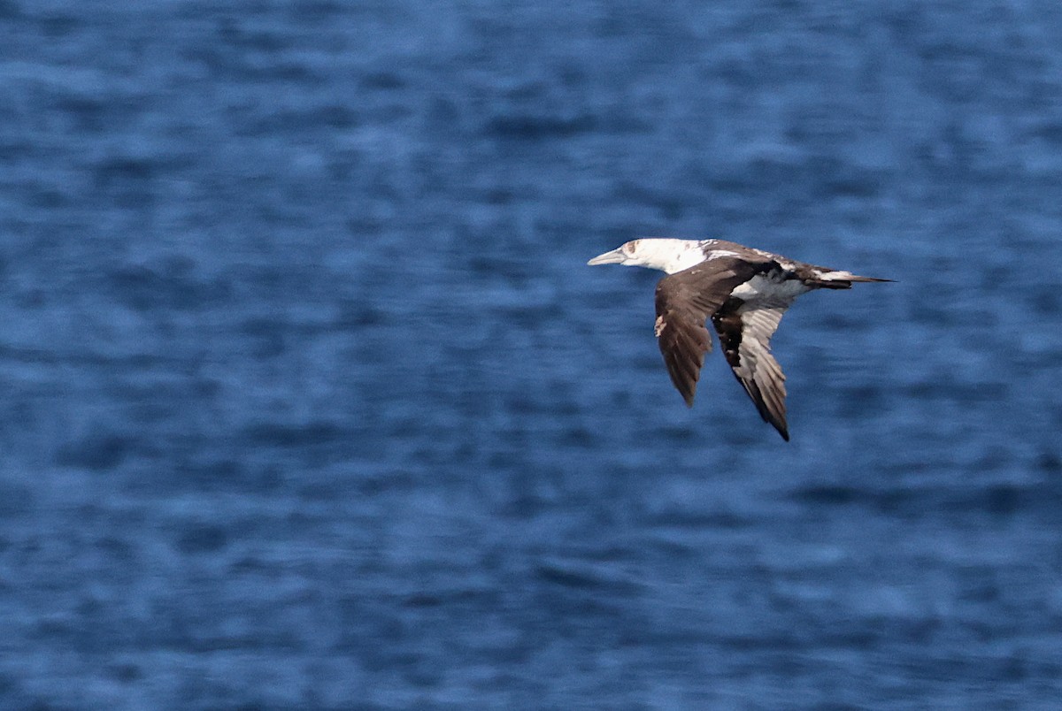 Northern Gannet - ML641065484