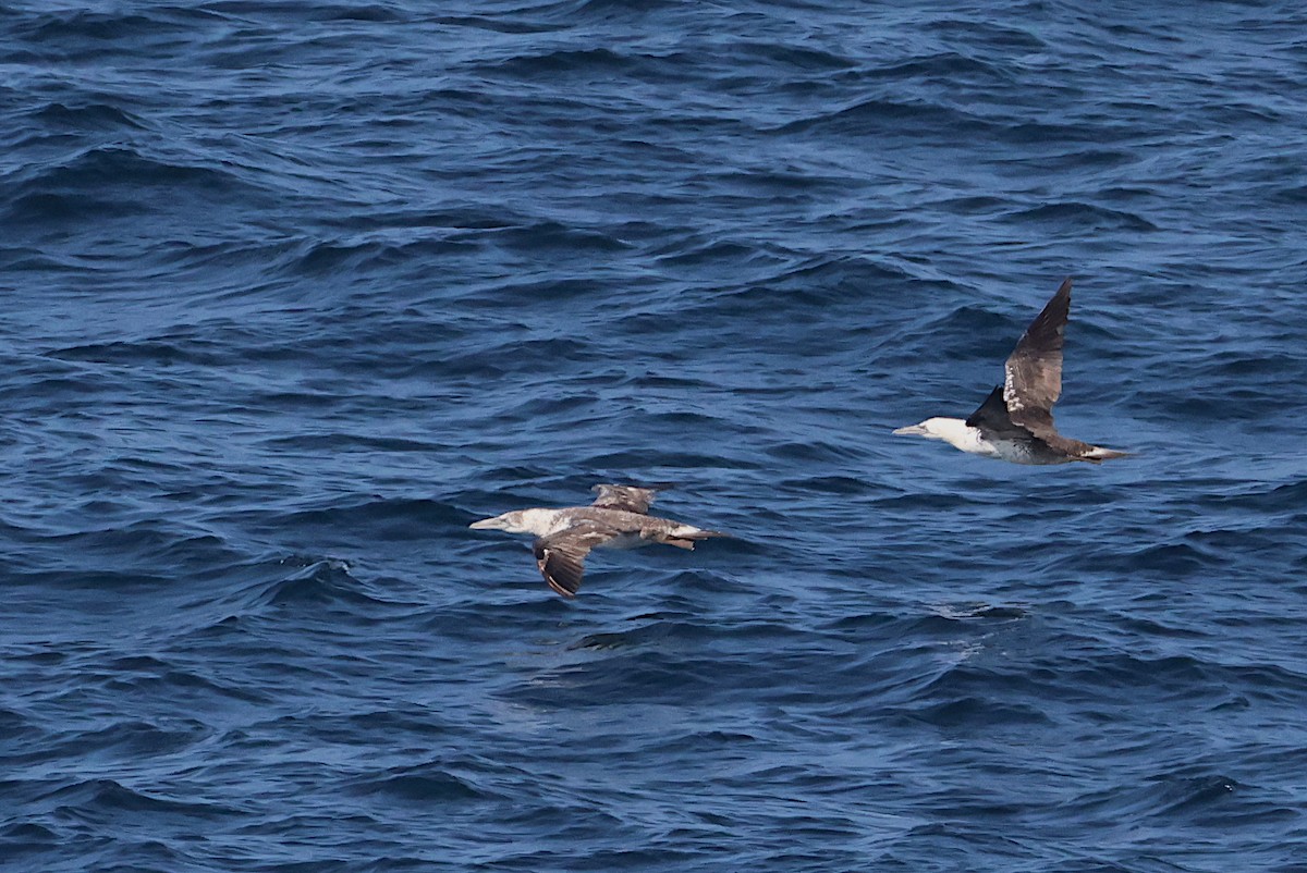 Northern Gannet - ML641065485