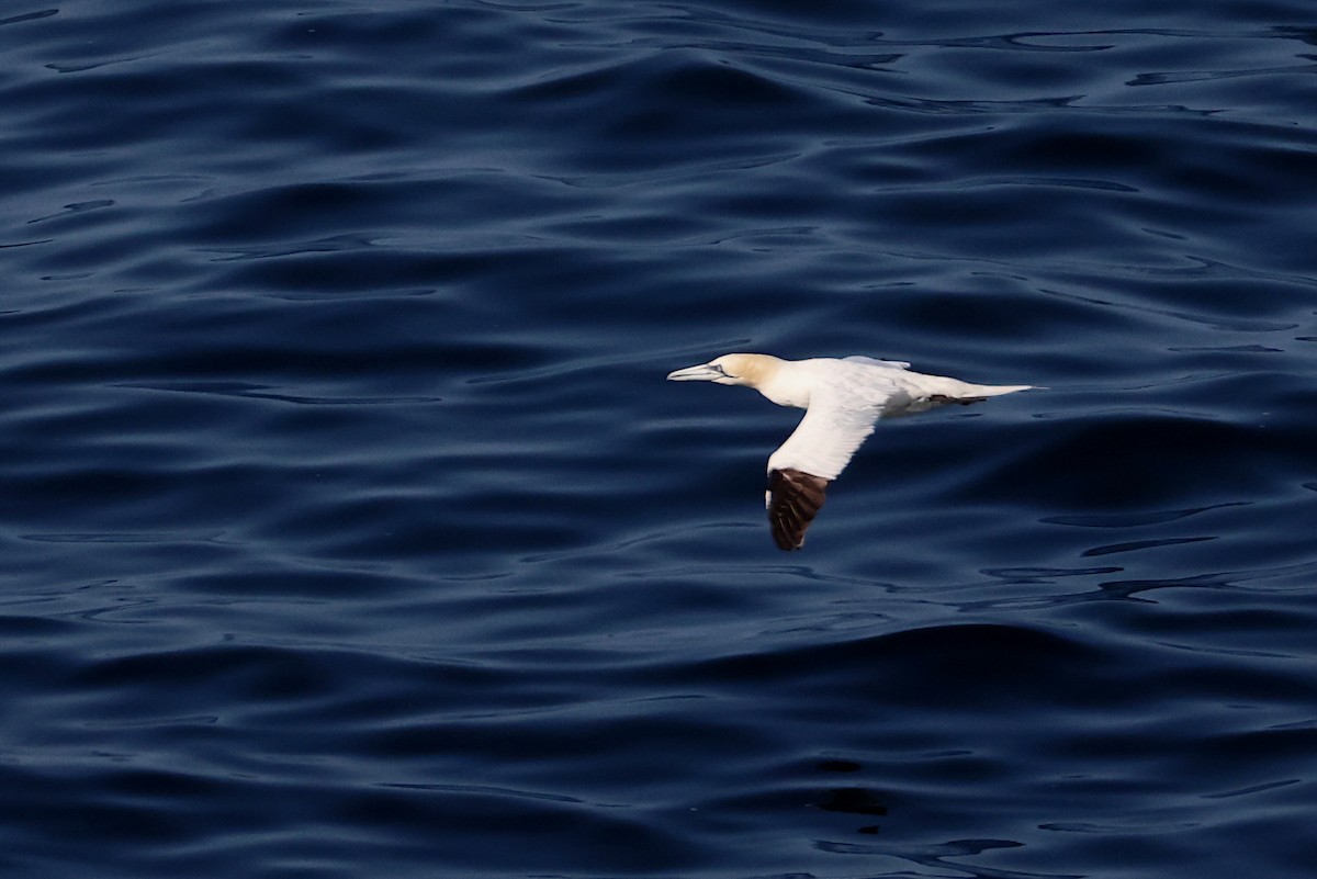 Northern Gannet - ML641065486