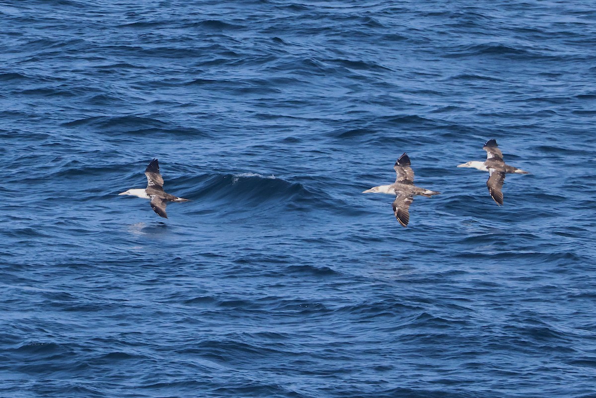 Northern Gannet - ML641065487