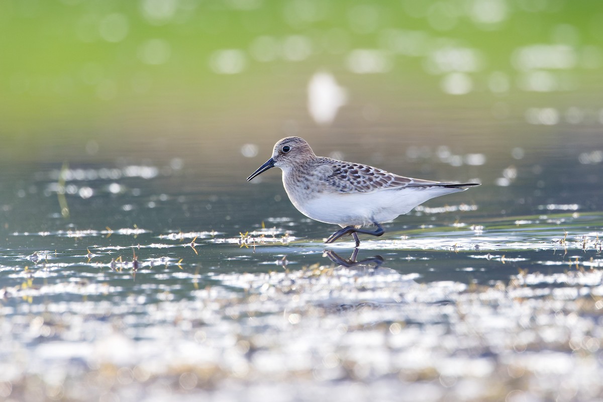 Baird's Sandpiper - ML641065488