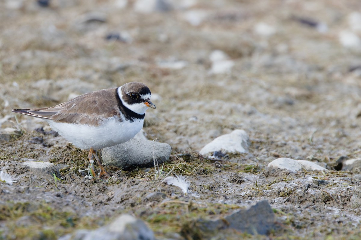 Semipalmated Plover - ML641065489