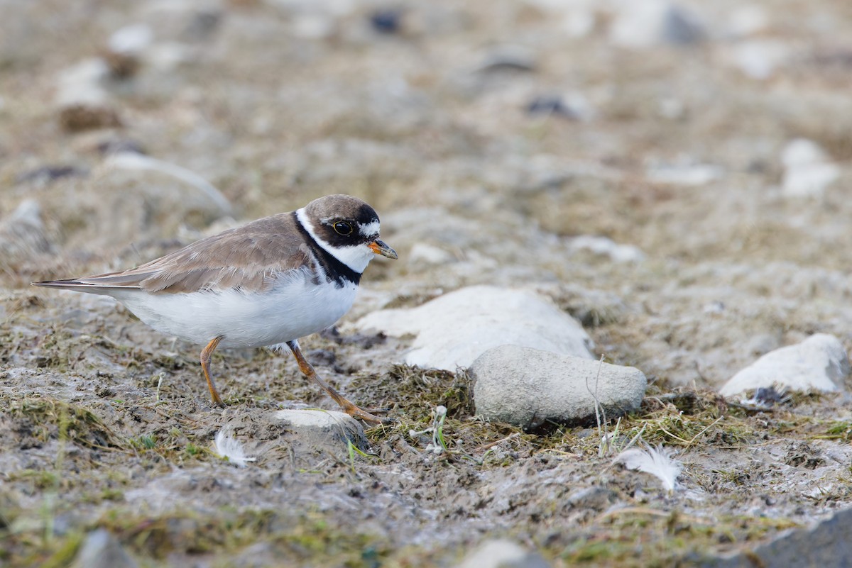 Semipalmated Plover - ML641065490
