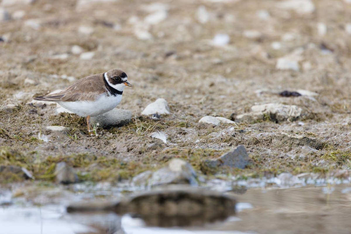 Semipalmated Plover - ML641065492