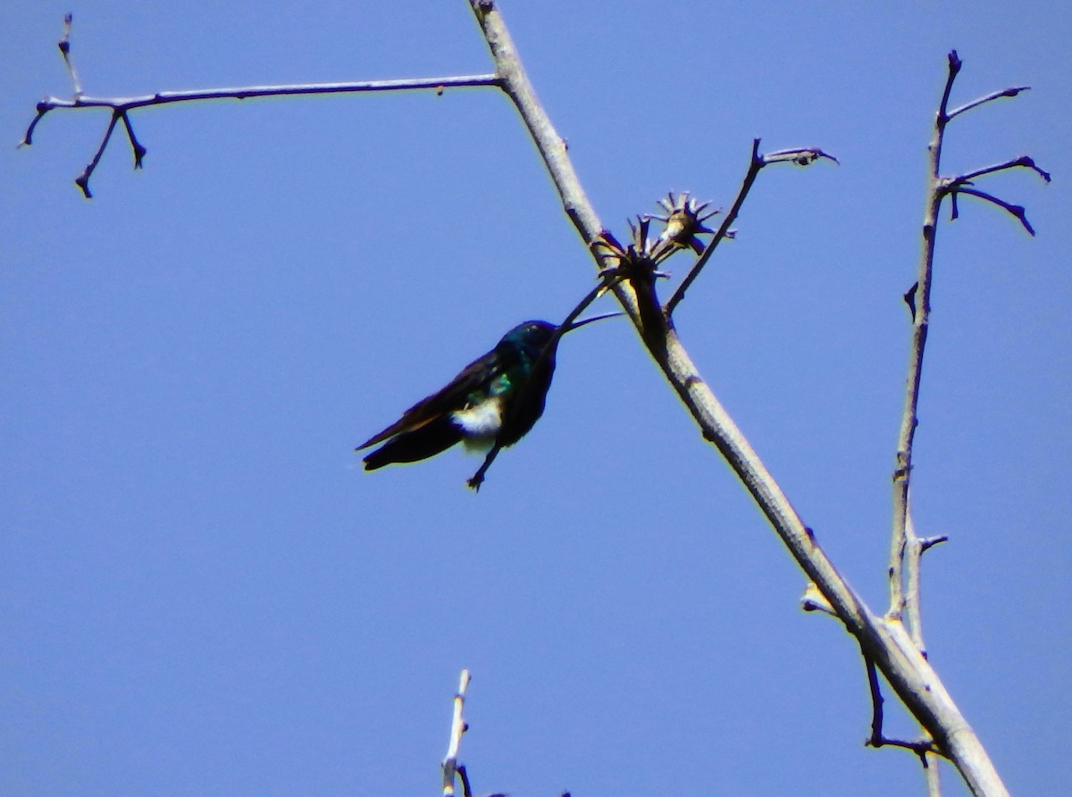 Golden-tailed Sapphire - ML641065493