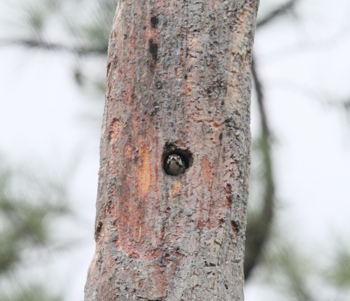 Red-cockaded Woodpecker - ML641065494