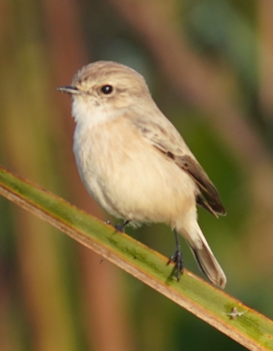 Siberian Stonechat - ML641065499