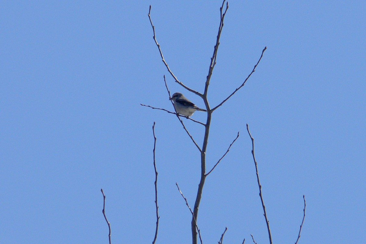Antzandobi boreala - ML641065502