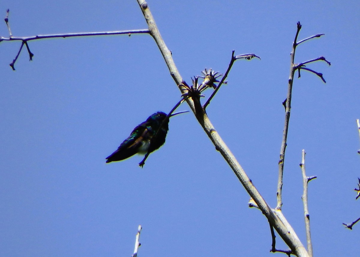Golden-tailed Sapphire - ML641065508
