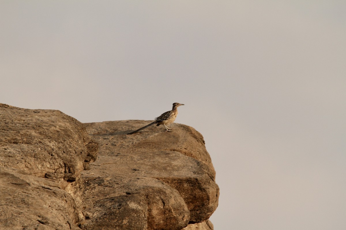 Greater Roadrunner - ML641065516
