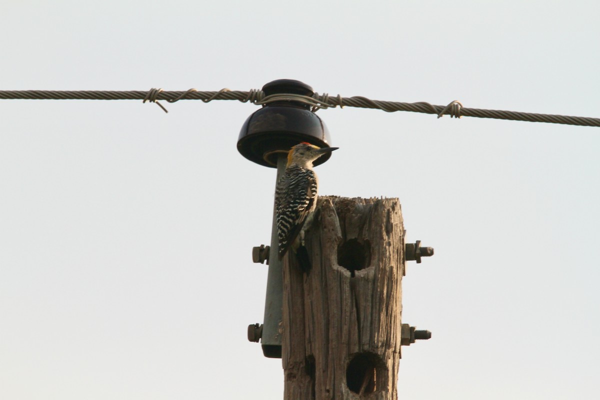 Golden-fronted Woodpecker - ML641065518