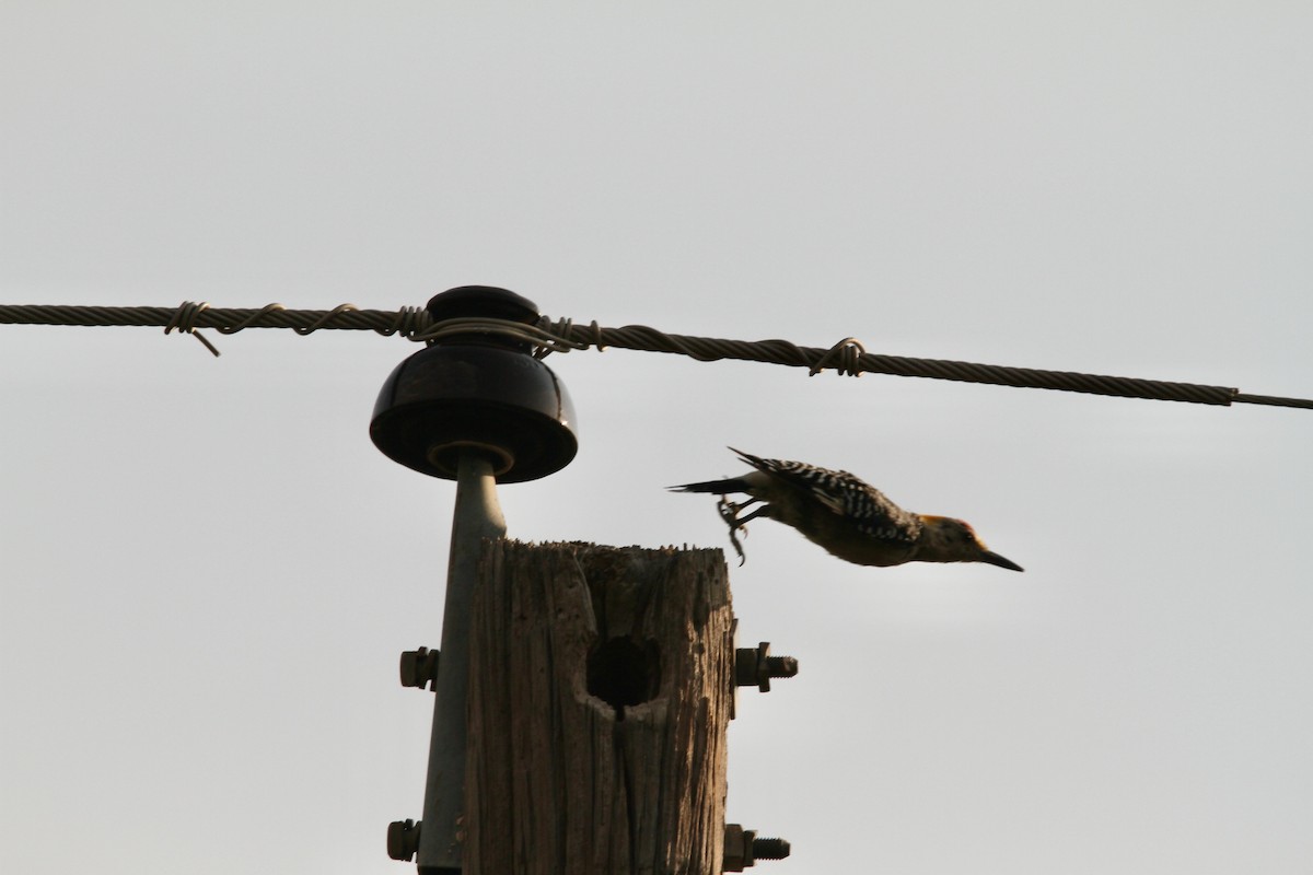 Golden-fronted Woodpecker - ML641065525