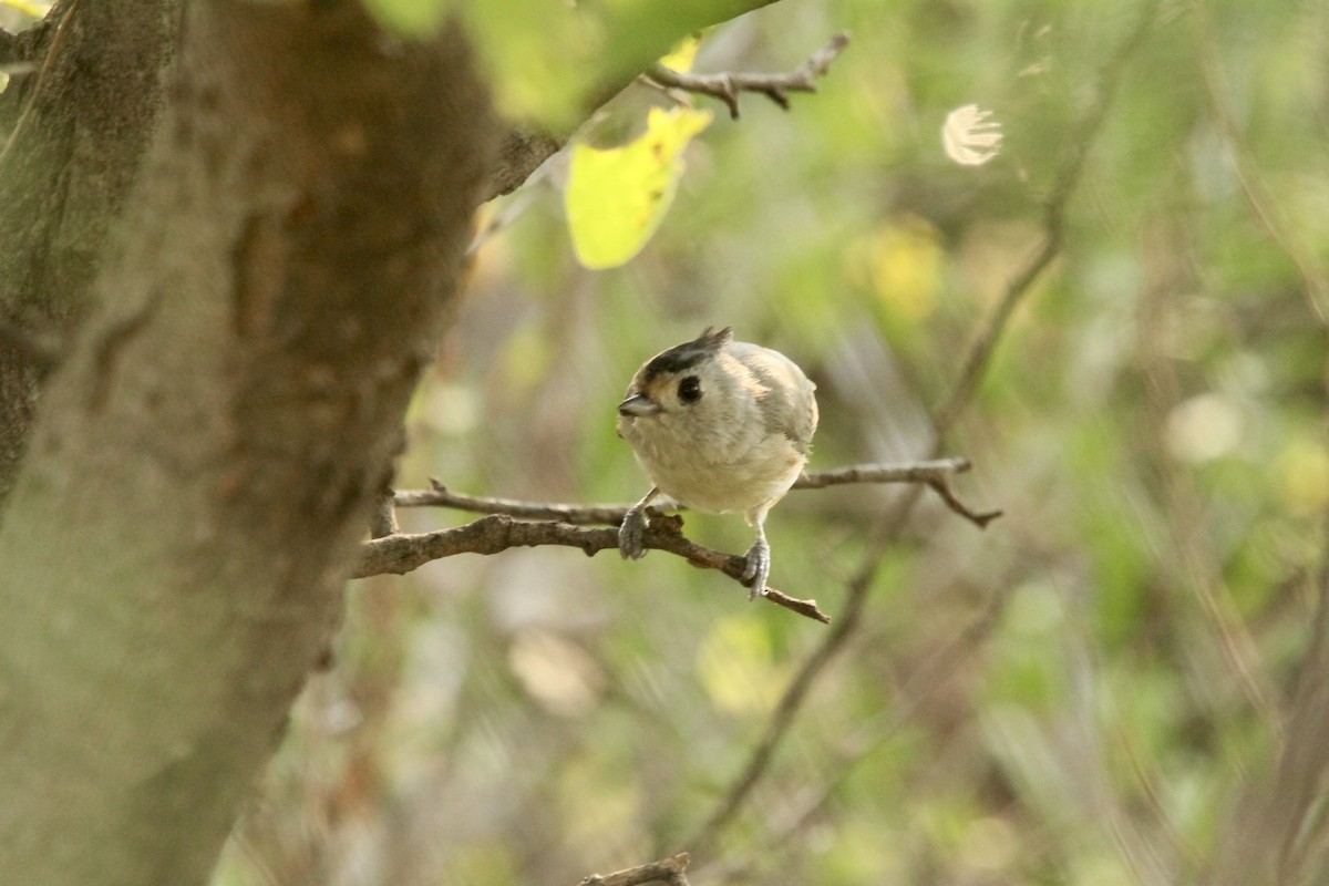 Black-crested Titmouse - ML641065532