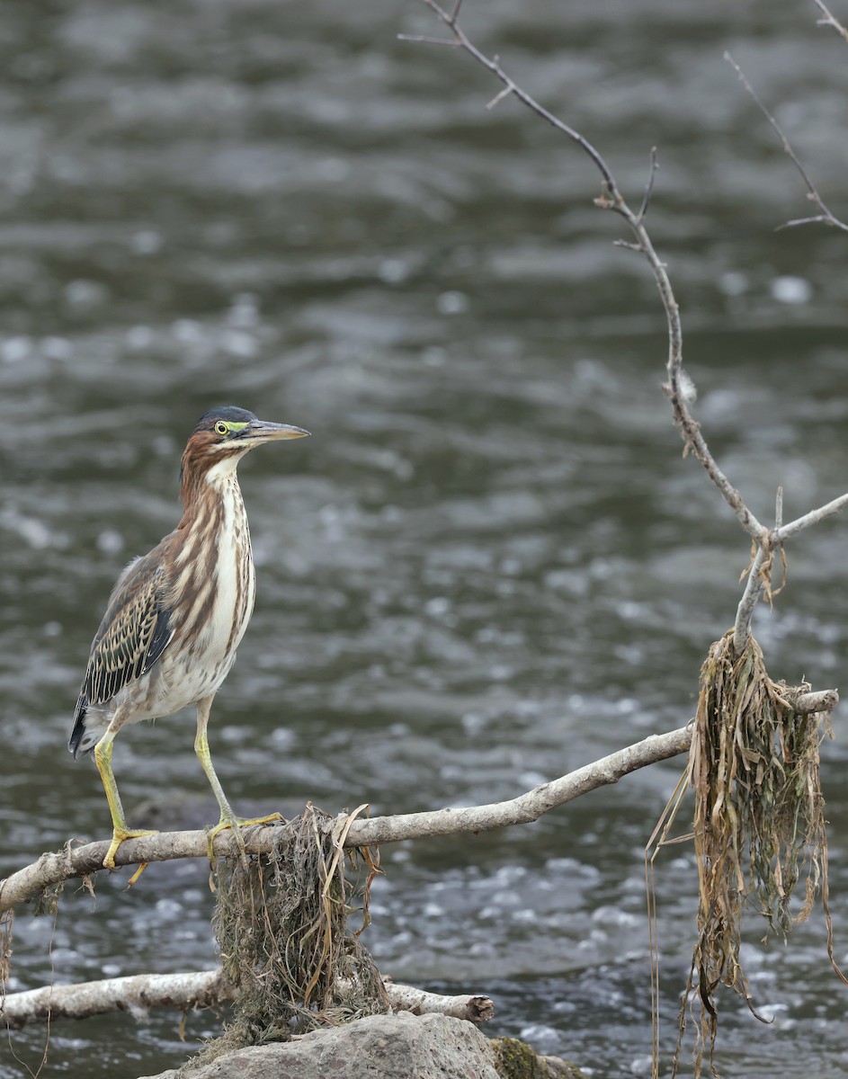 Green Heron - ML641065534