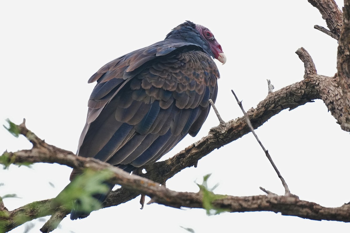 kondor krocanovitý - ML641065537
