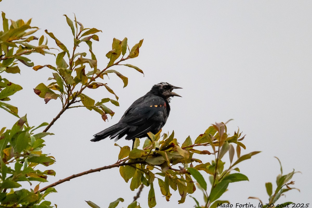 Red-winged Blackbird - ML641065539