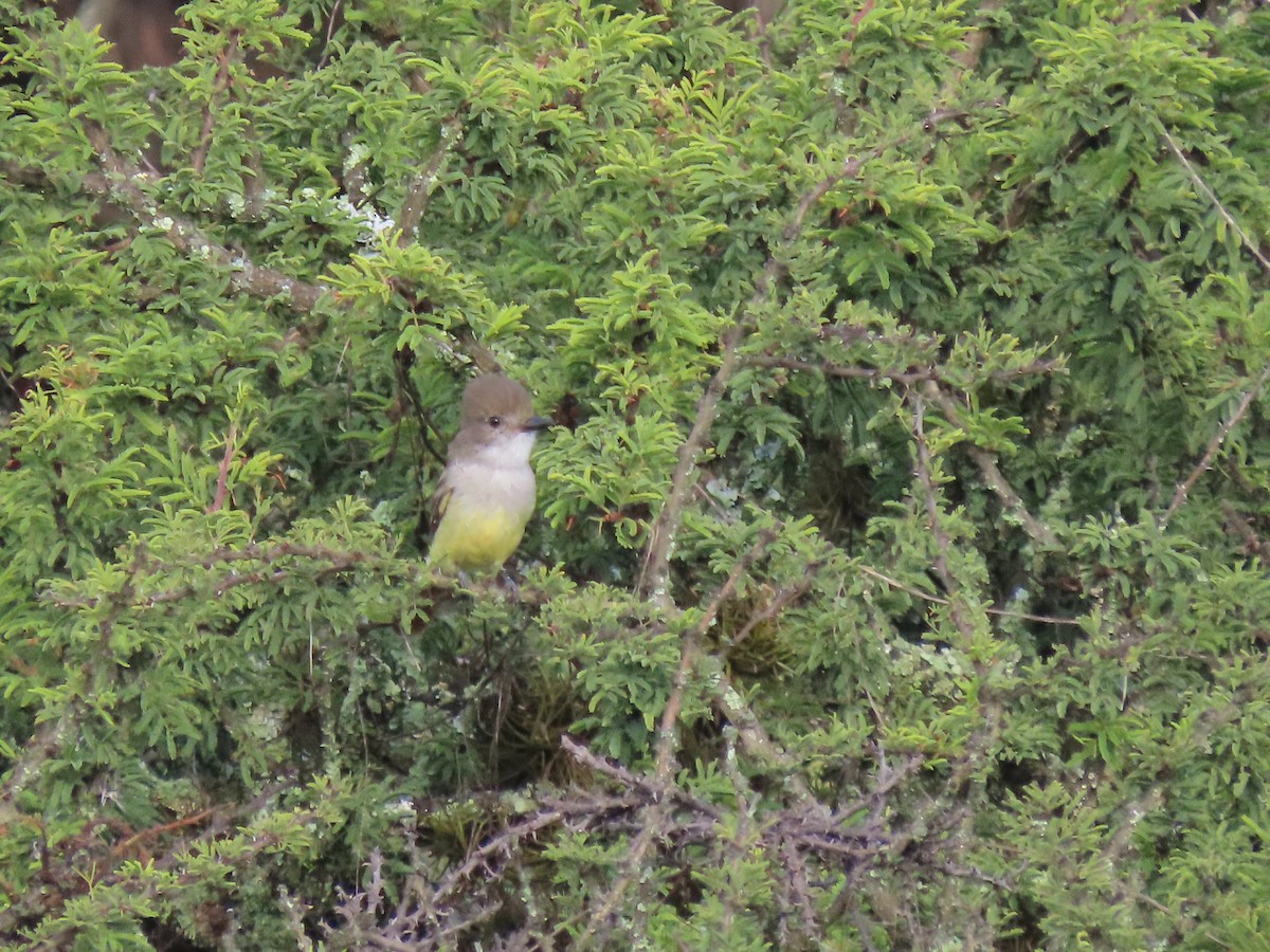 Nutting's Flycatcher - ML641065544