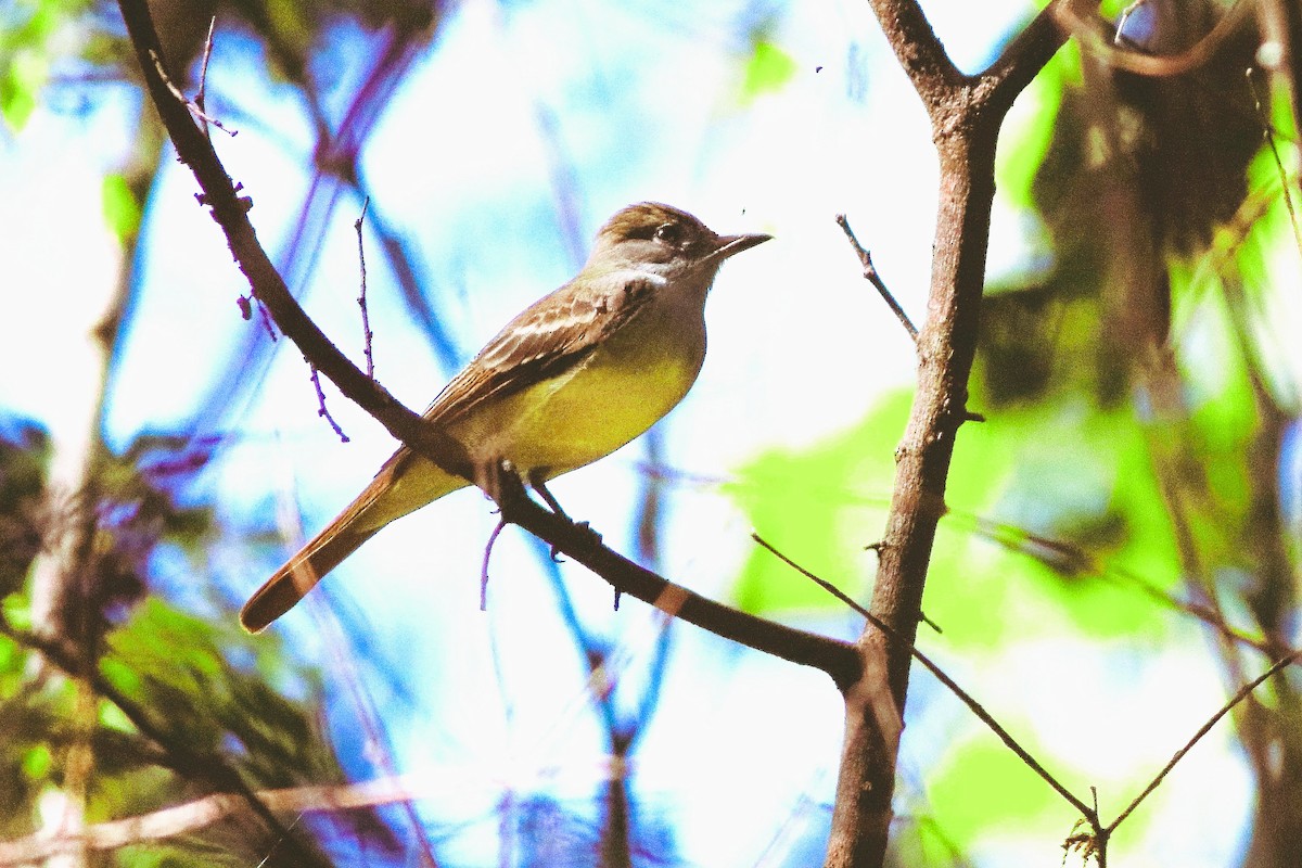 Great Crested Flycatcher - ML641065554