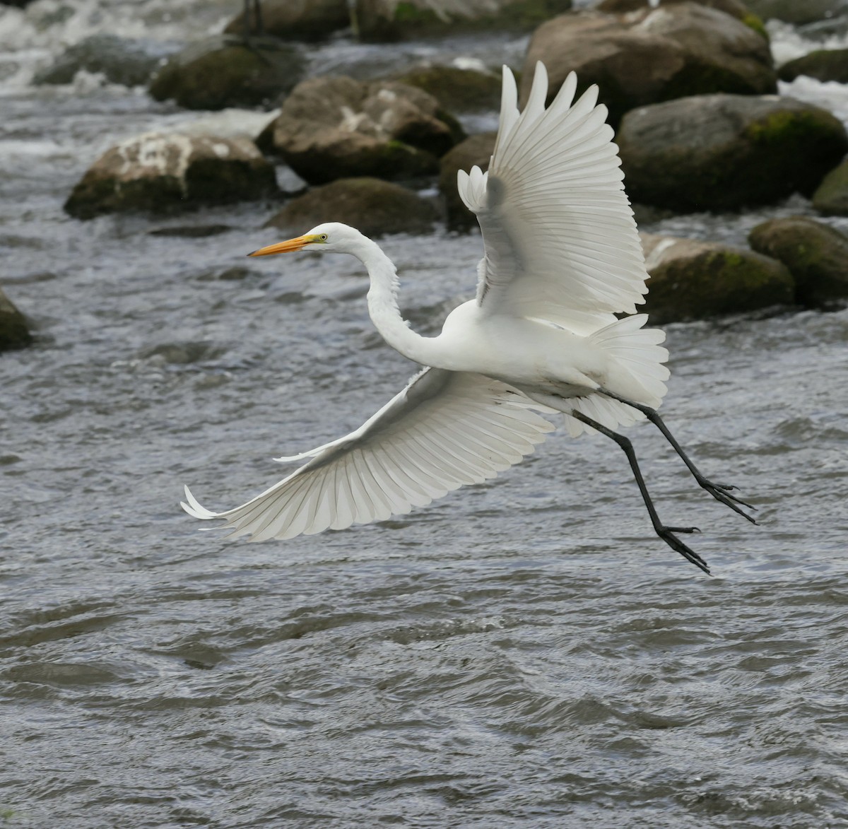 Great Egret - ML641065563