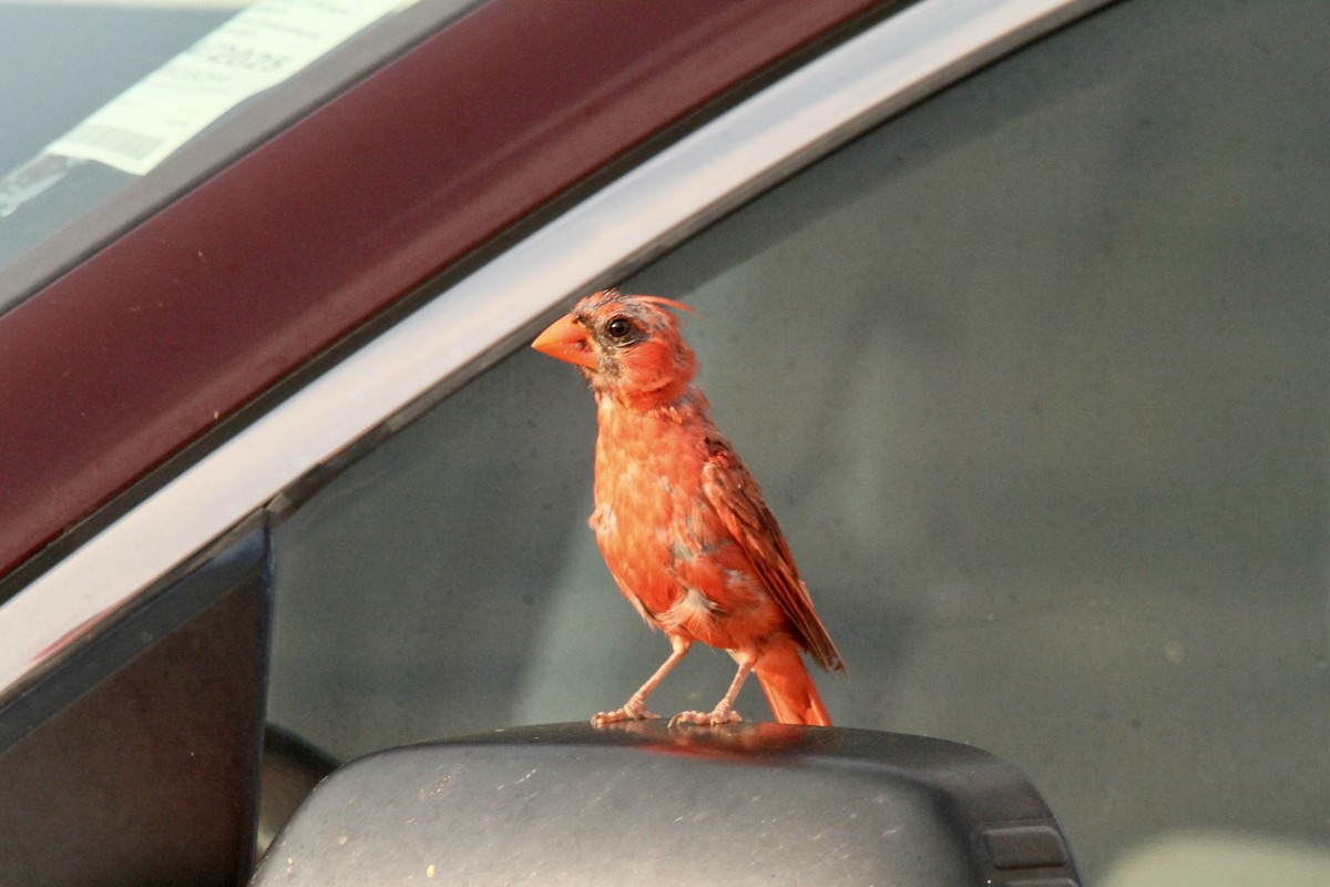 Northern Cardinal - ML641065564