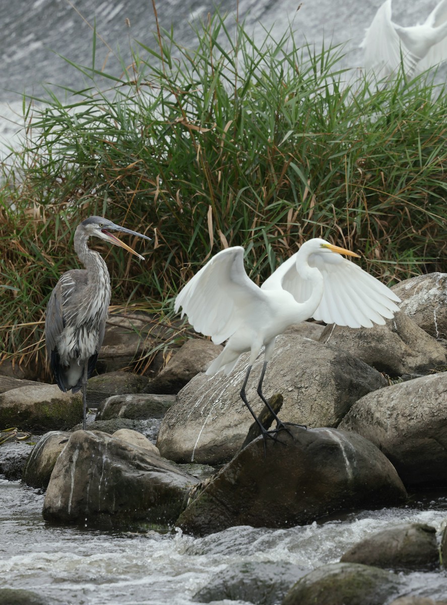 Great Blue Heron - ML641065595
