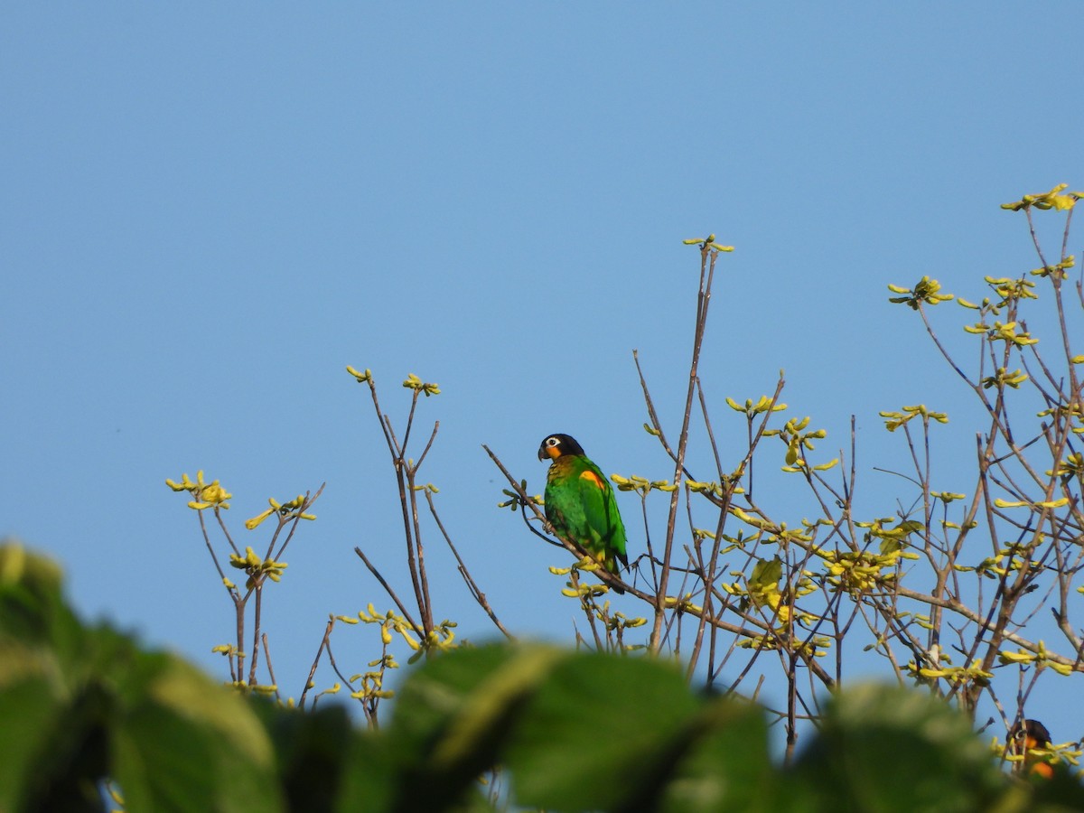Orange-cheeked Parrot - ML641065597