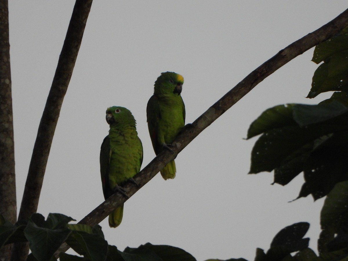 Yellow-crowned Amazon - ML641065609