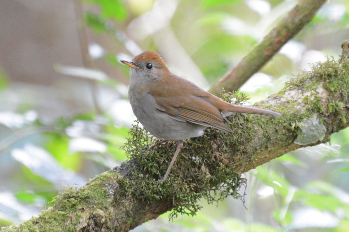 Ruddy-capped Nightingale-Thrush - ML64106561