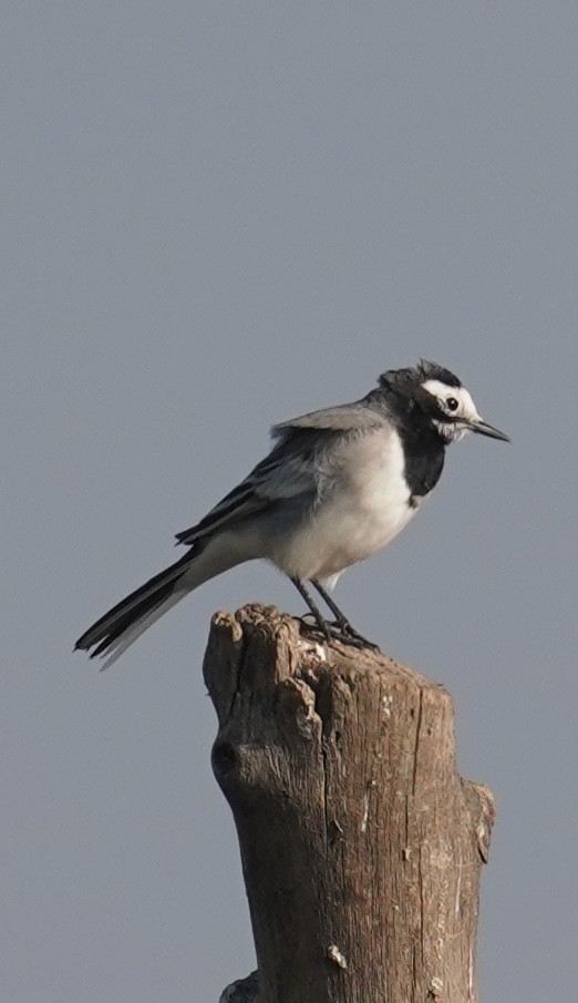 White Wagtail - ML641065612