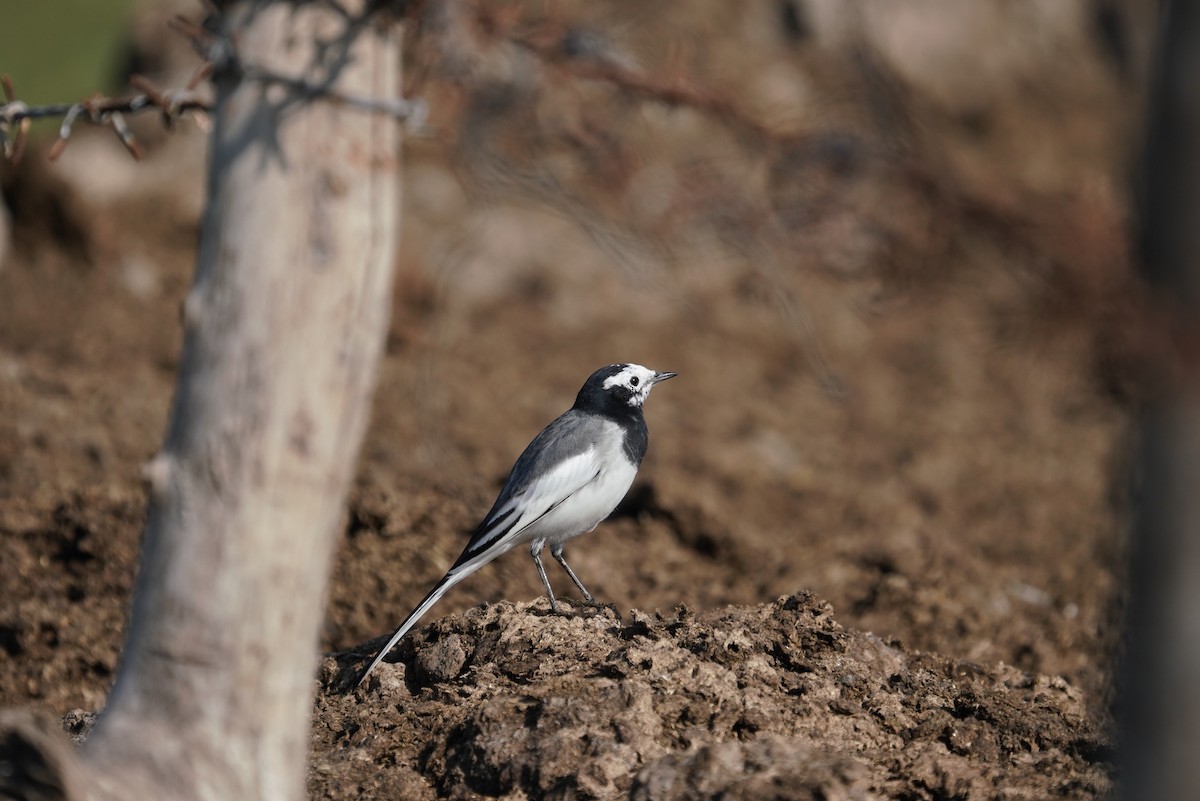 White Wagtail - ML641065613