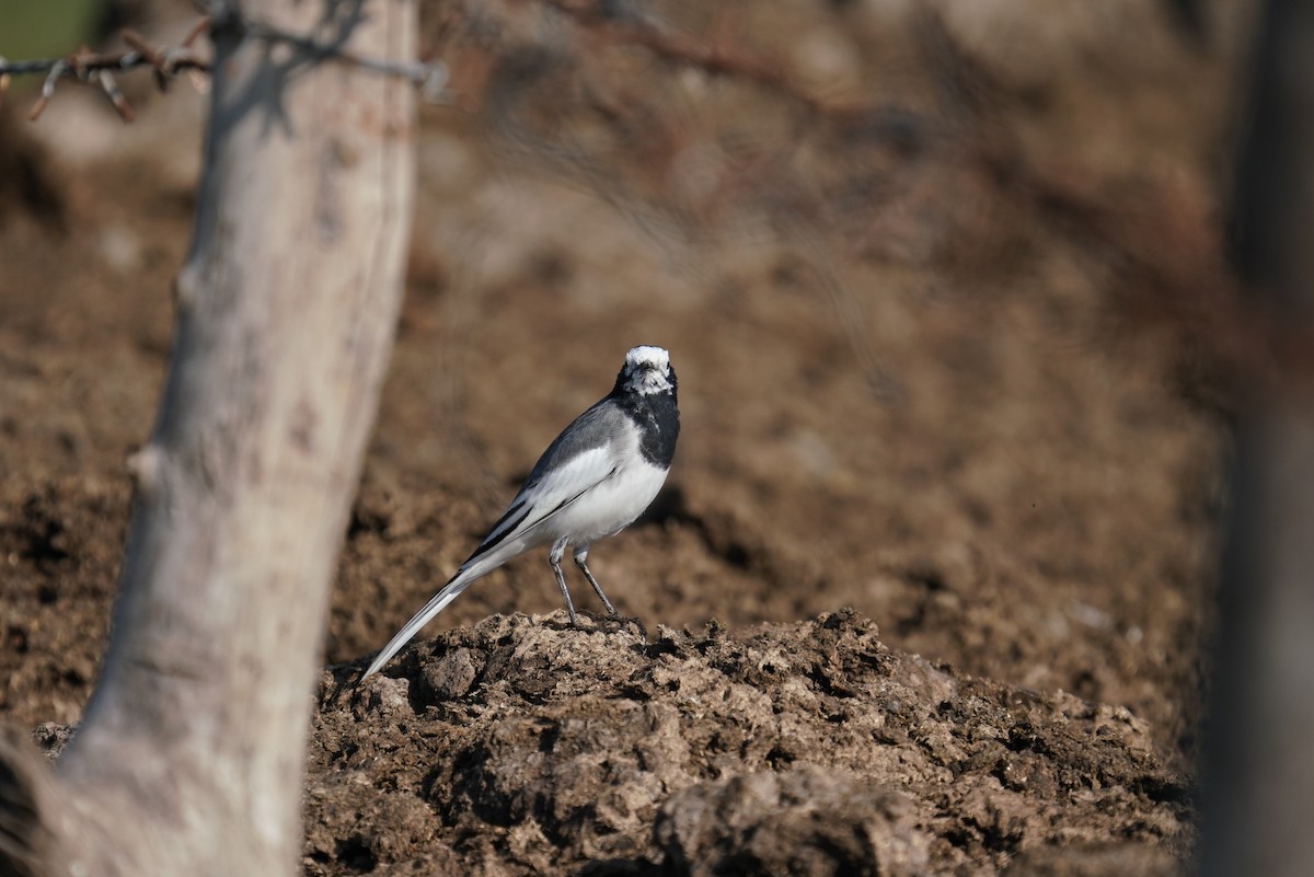 White Wagtail - ML641065614