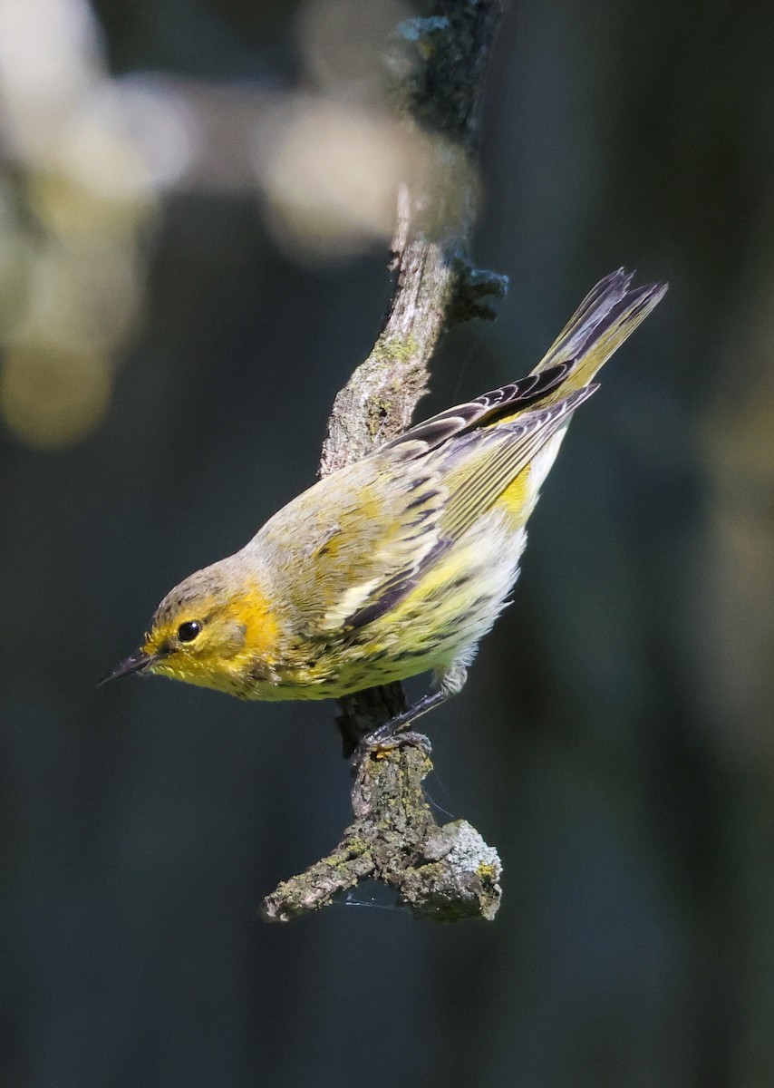 Cape May Warbler - ML641065615