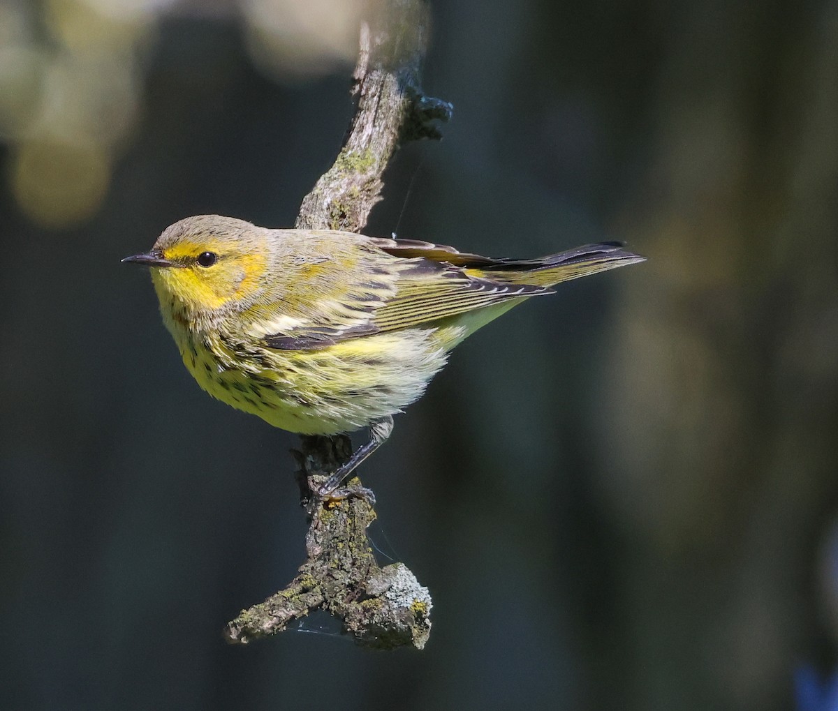 Cape May Warbler - ML641065616