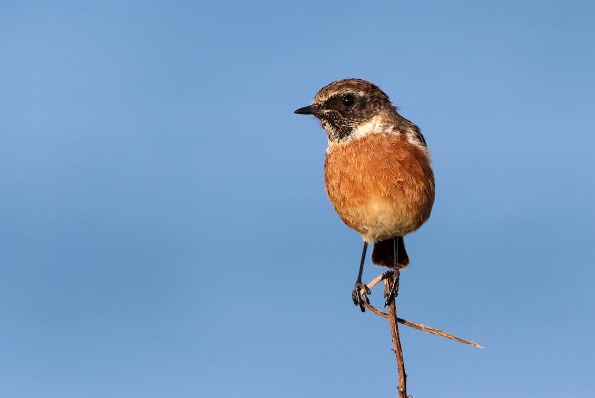 European Stonechat - ML641065628