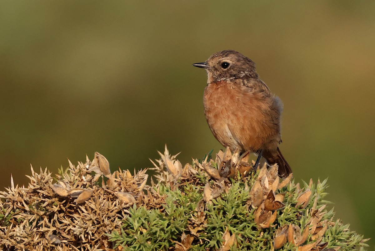European Stonechat - ML641065629
