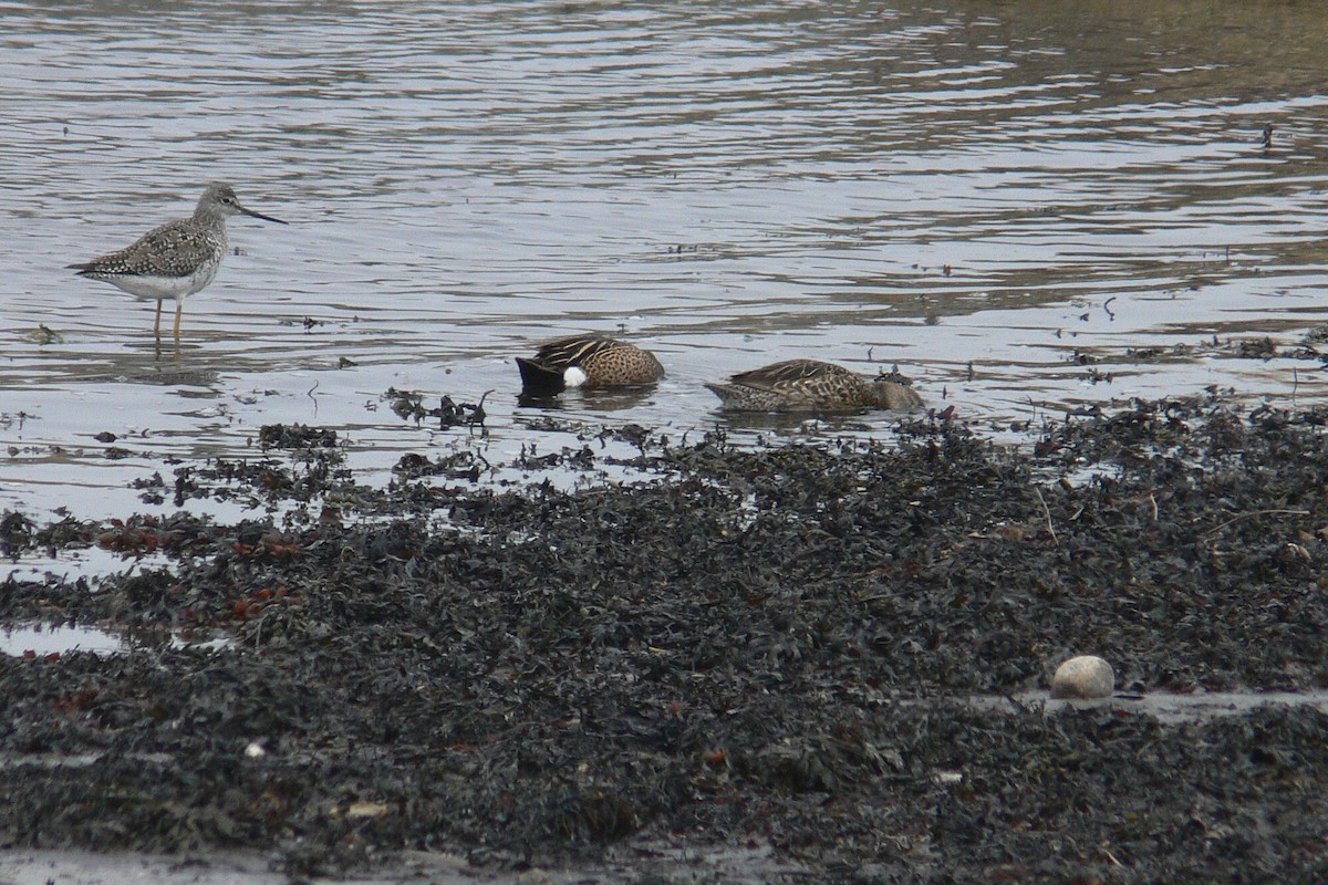 Blue-winged Teal - ML641065630