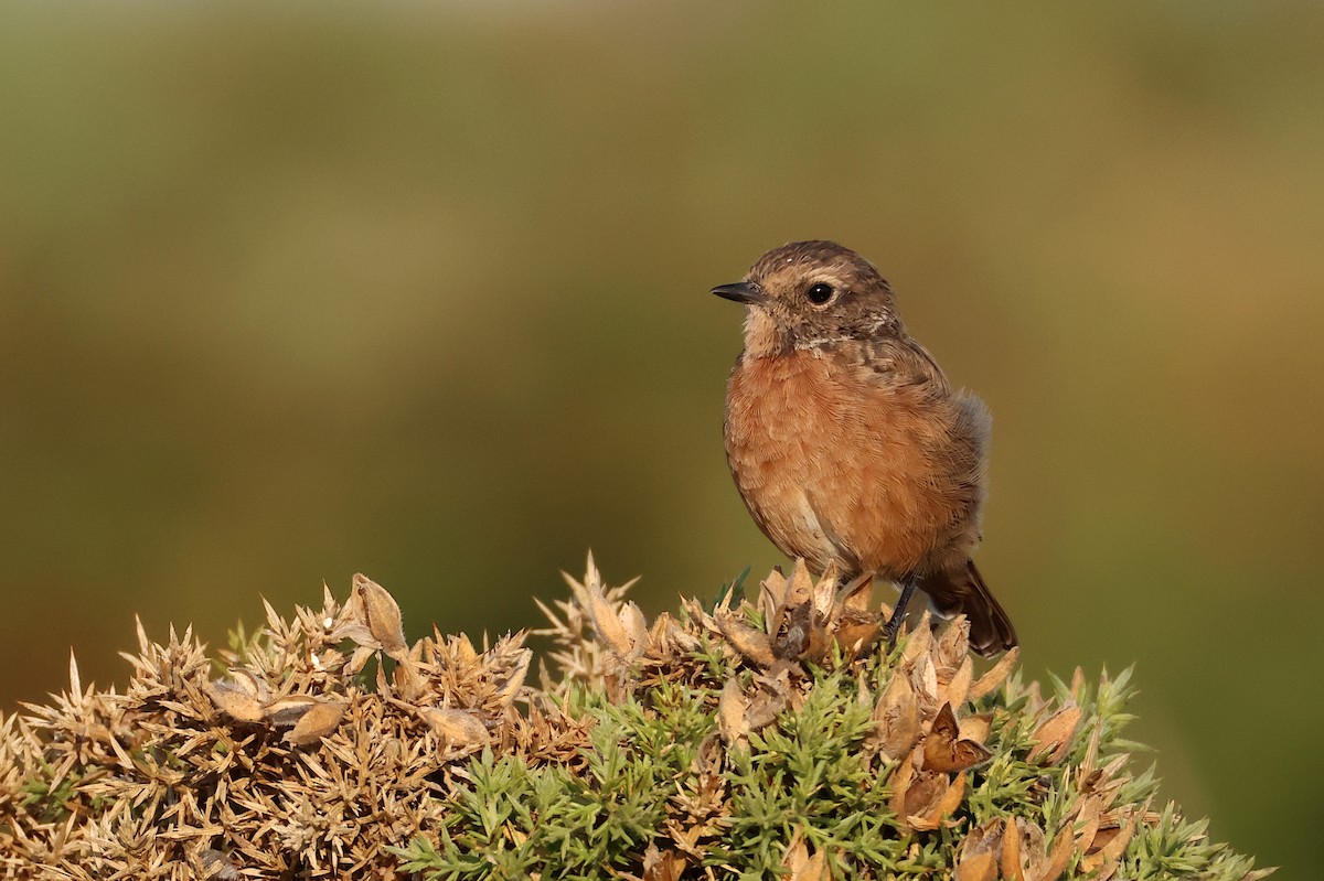 European Stonechat - ML641065631